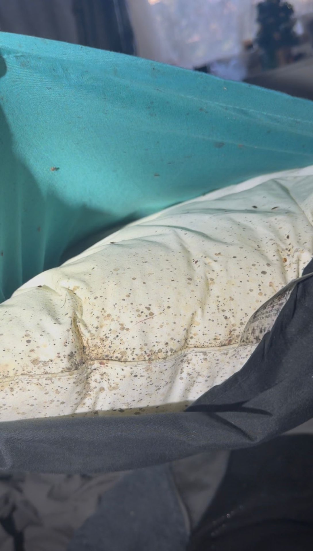 Bedbug fecal spotting across a mattress surface