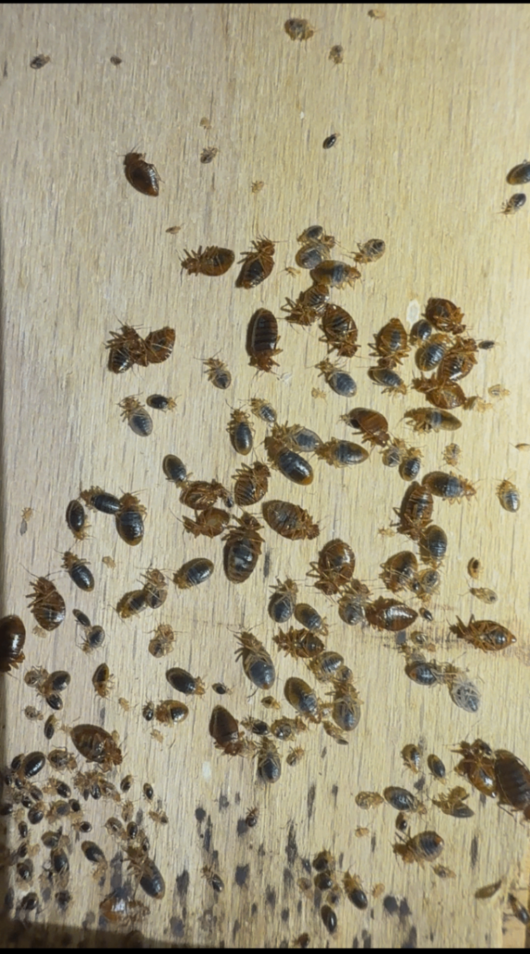 Hundreds of live bedbugs and nymphs swarming a bed slat
