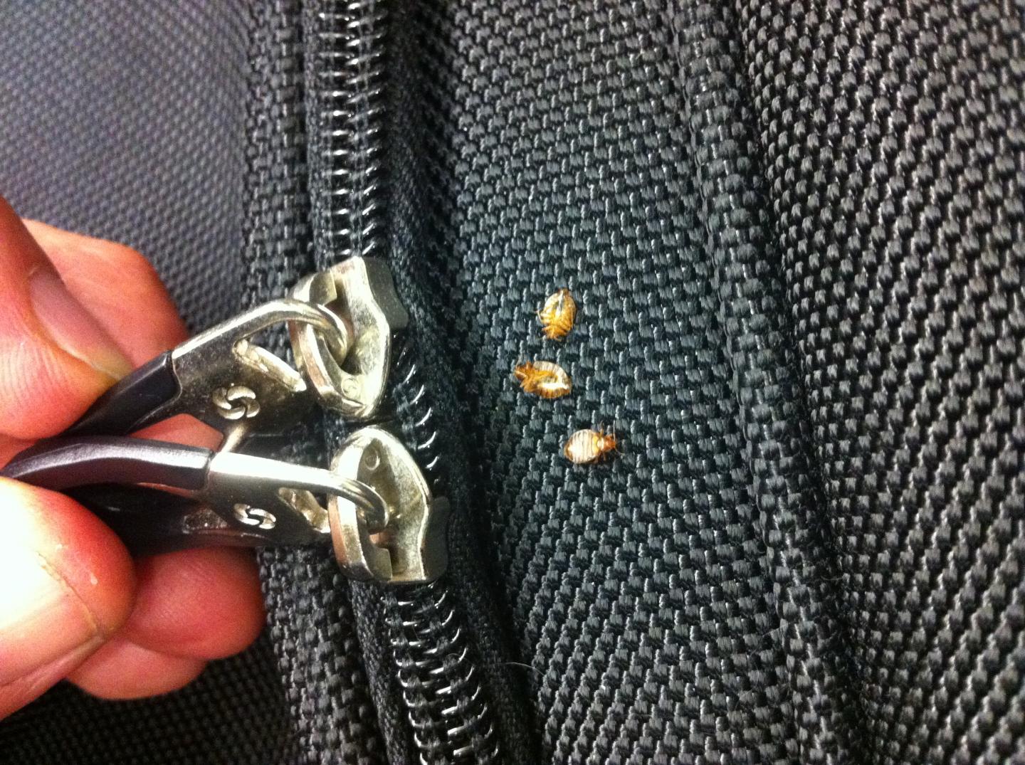Close-up of three bed bugs on the woven fabric of a black suitcase beside a metal zipper