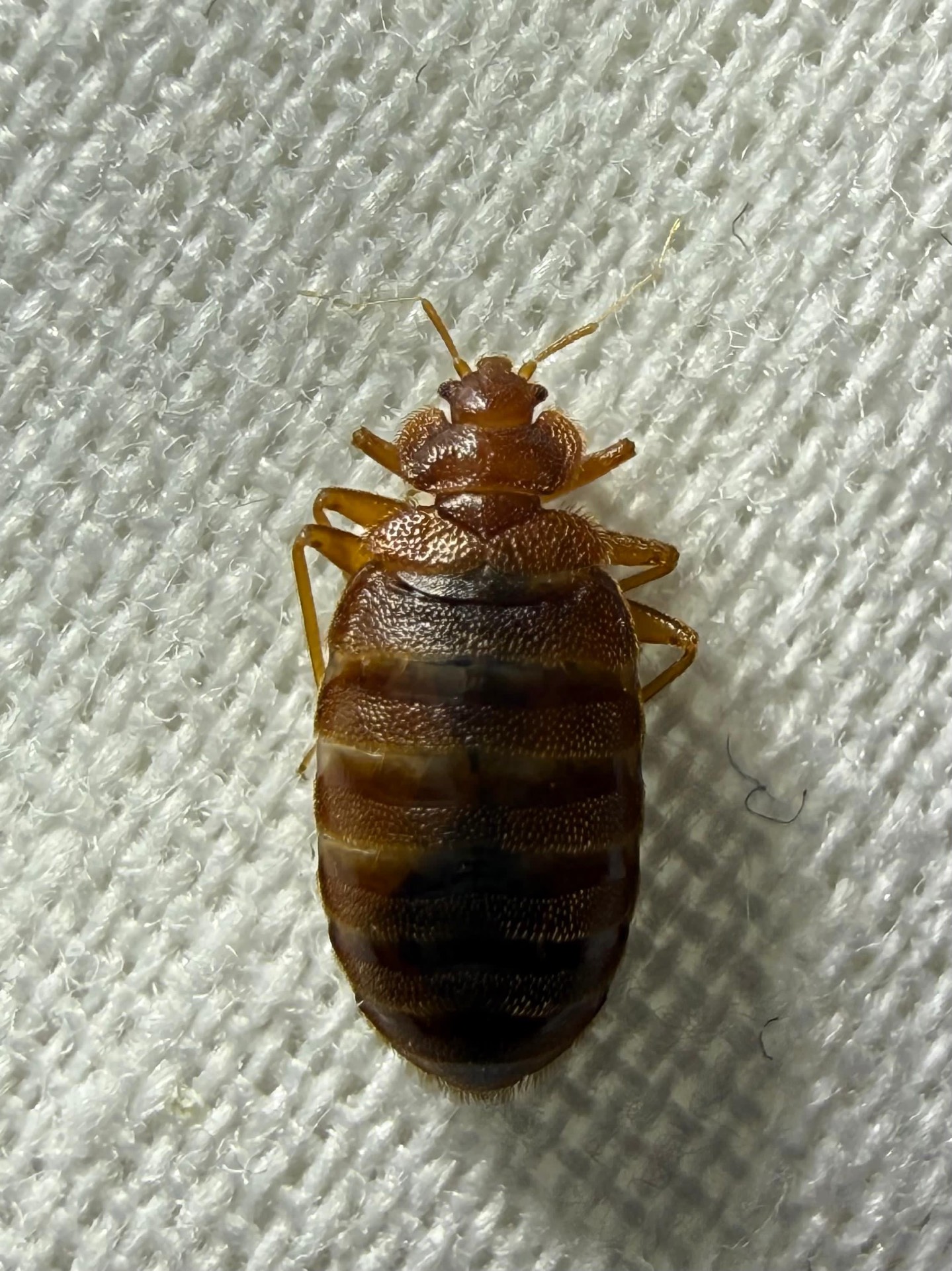 Close-up macro photo of a live bedbug on fabric