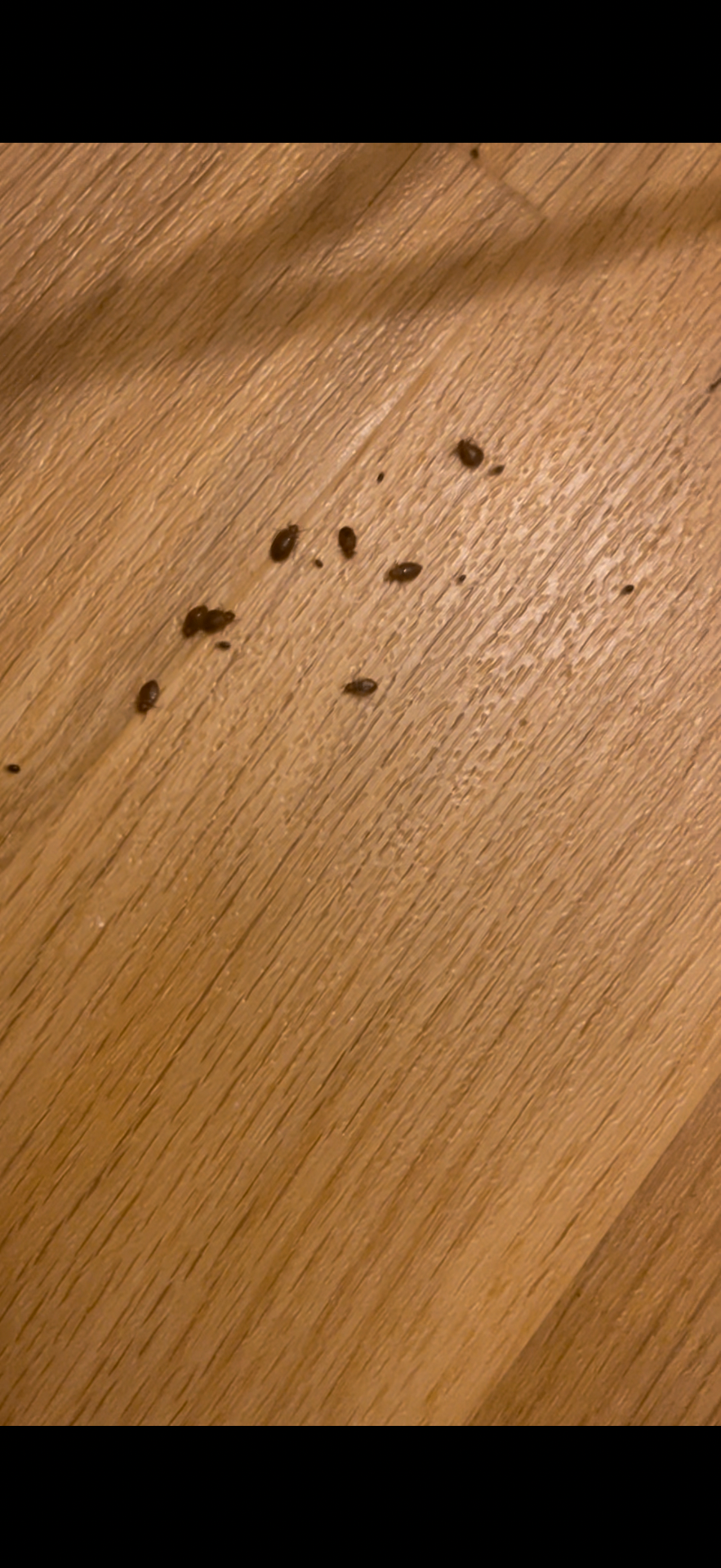 Dead bedbugs collected post-treatment