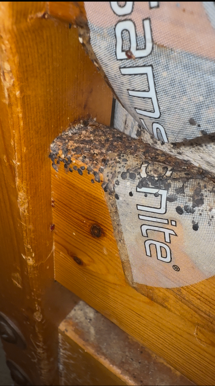 Bedbug eggs and droppings packed into a mattress corner