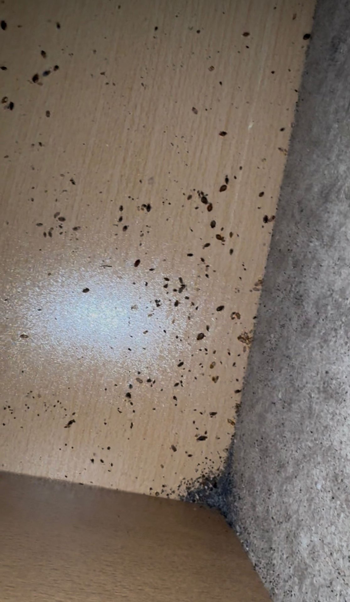 Bedbug eggs and droppings in corner of a wooden drawer
