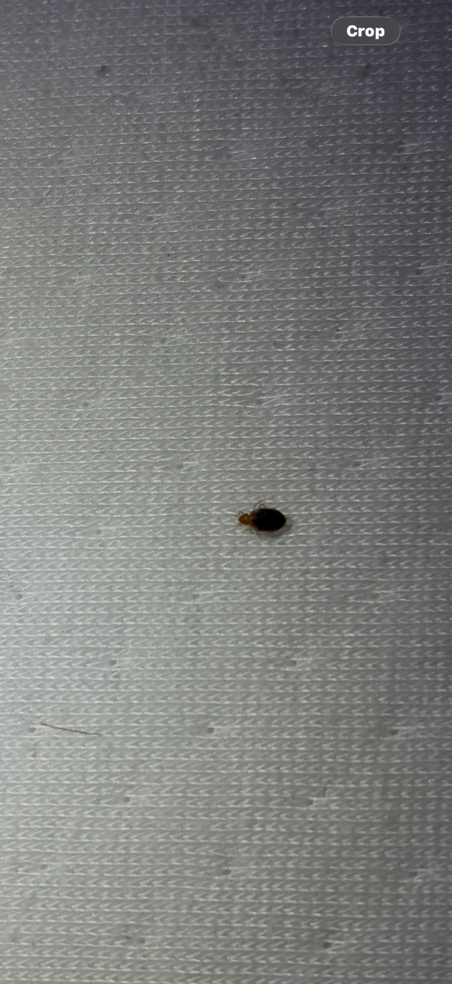 Bedbug found on bedding fabric
