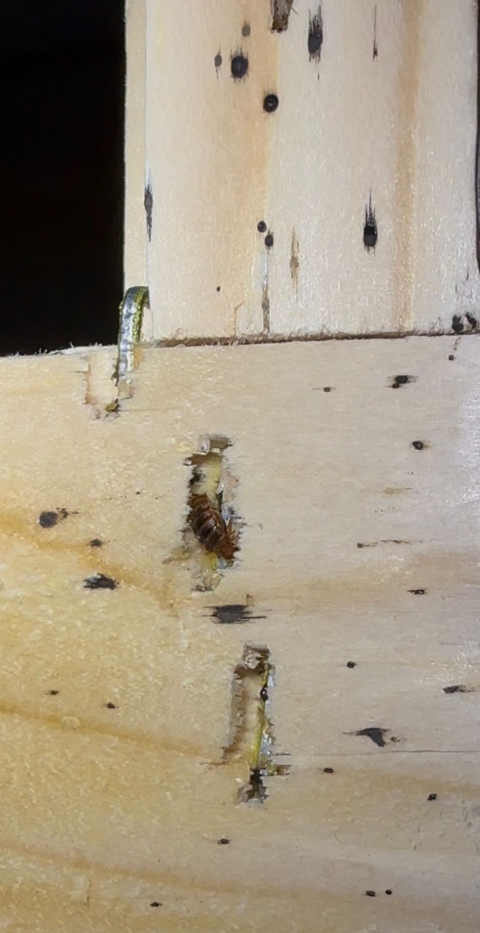 Bedbugs hiding inside cracks of a wooden bed frame