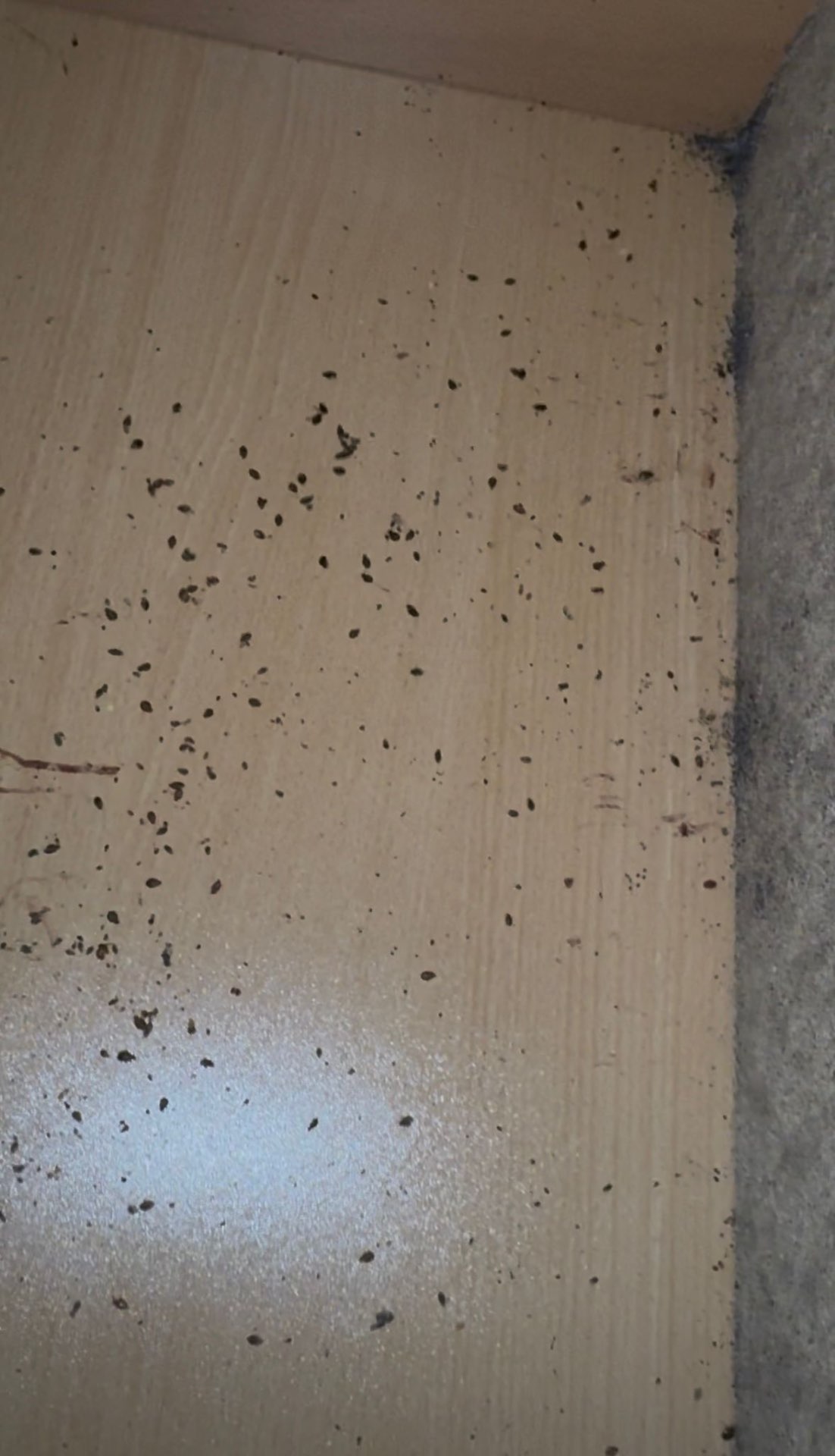 Heavy bedbug fecal spotting inside a wooden drawer