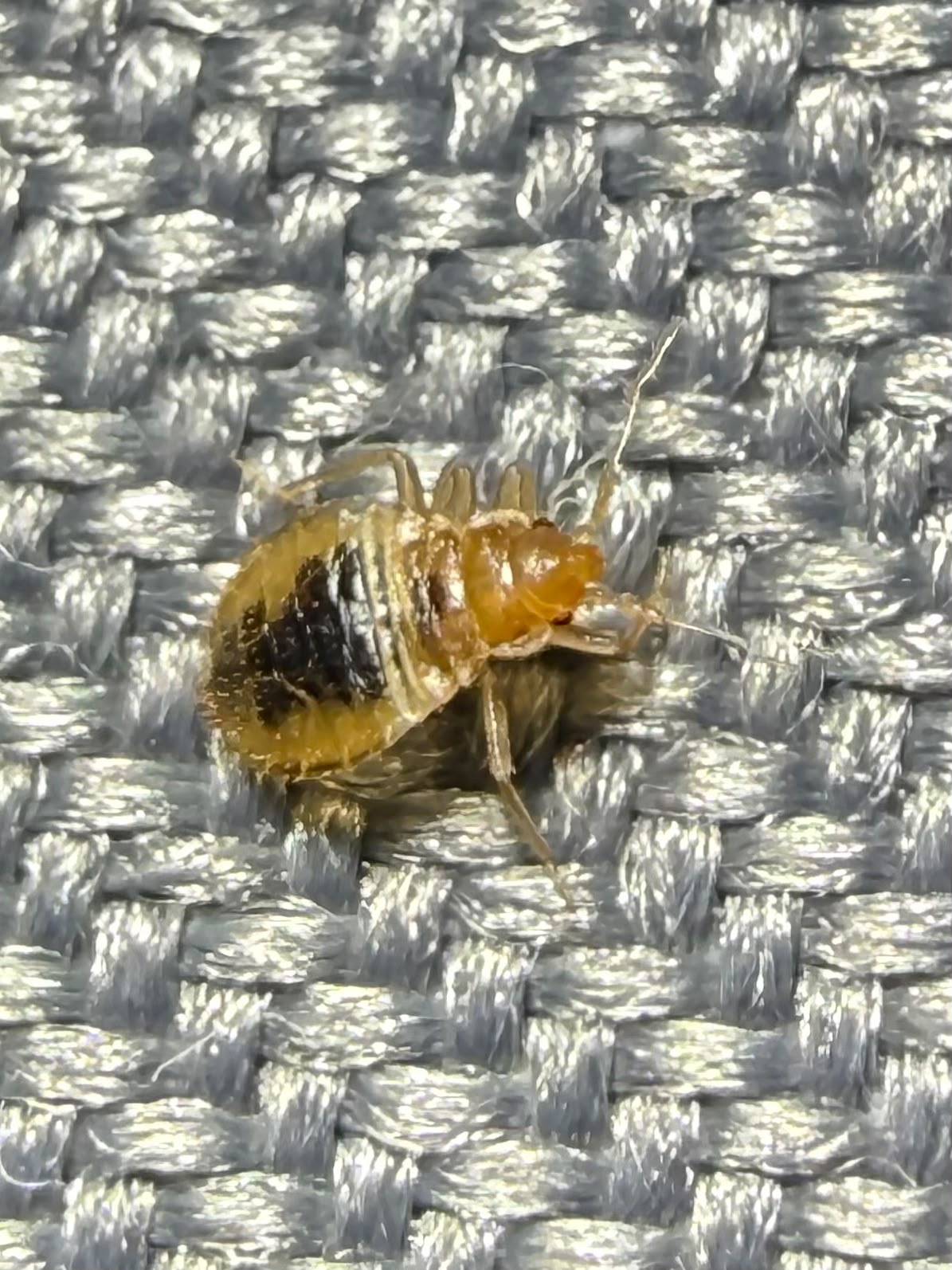 Macro close-up of a live bedbug on grey woven fabric