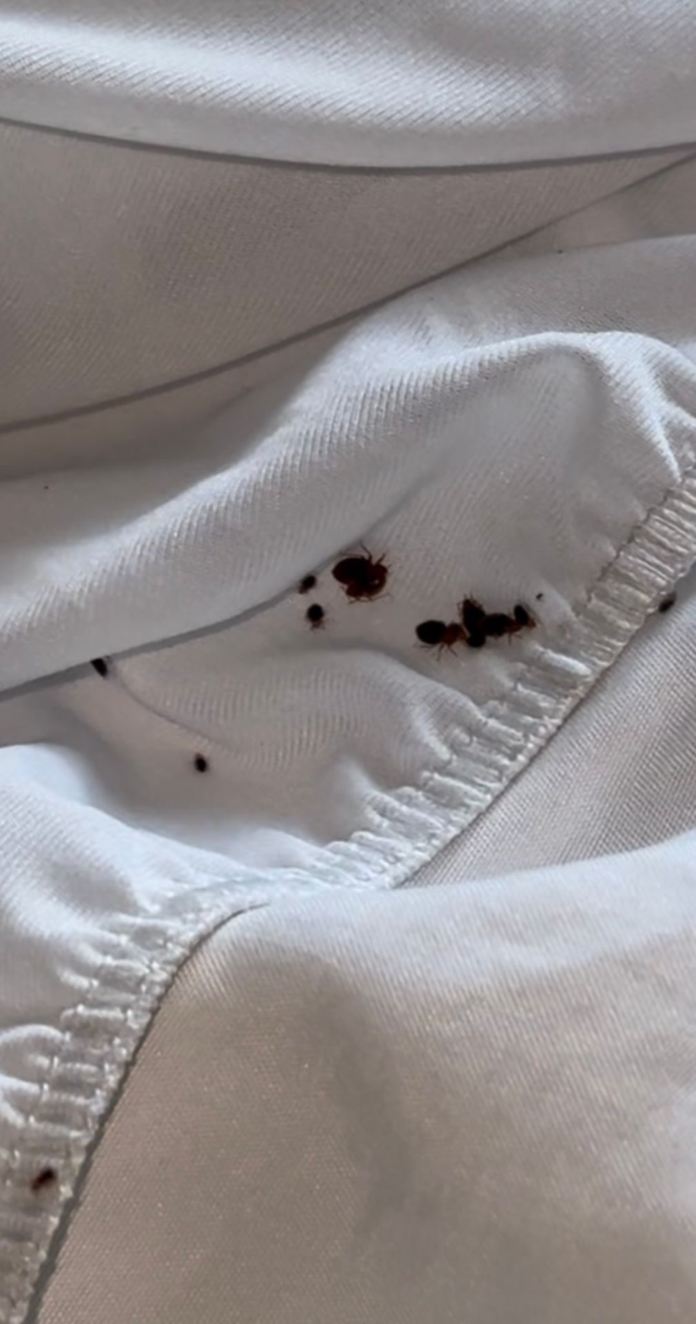 Cluster of bedbugs found inside white bed sheet folds