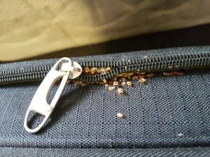 Bed bug nymphs, shed skins and eggs clustered along a luggage zipper seam