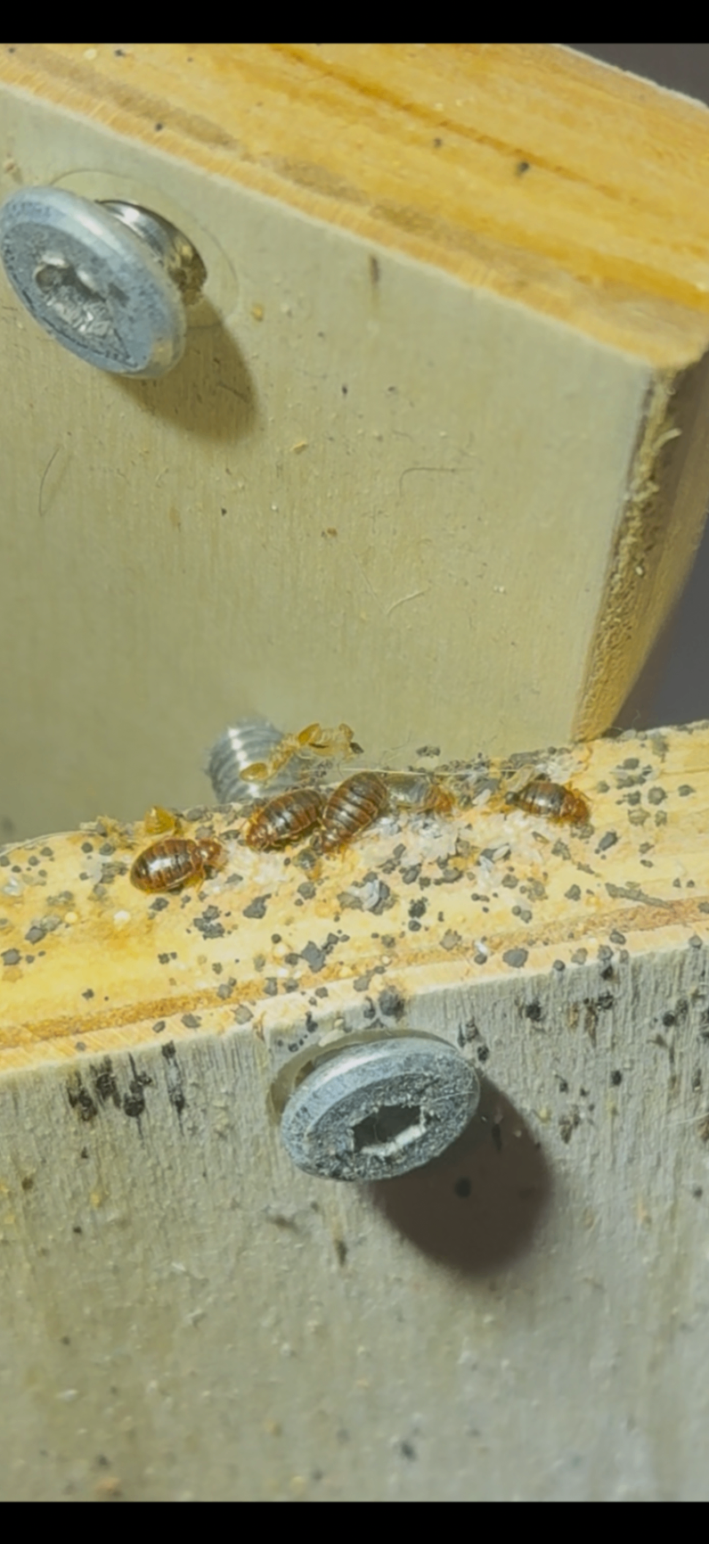 Live bedbugs and eggs on a bed frame joint