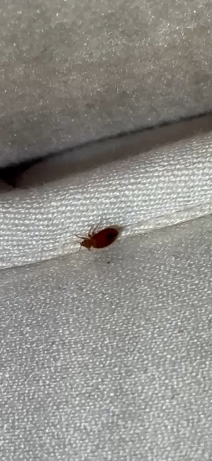 Bedbug found on a mattress edge