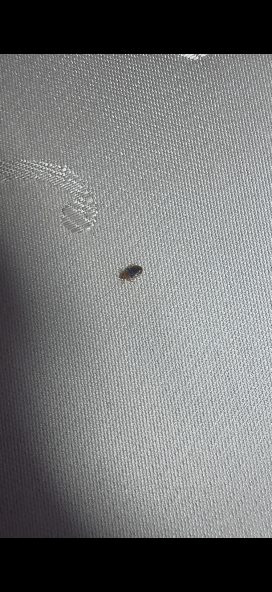 Bedbug on upholstery