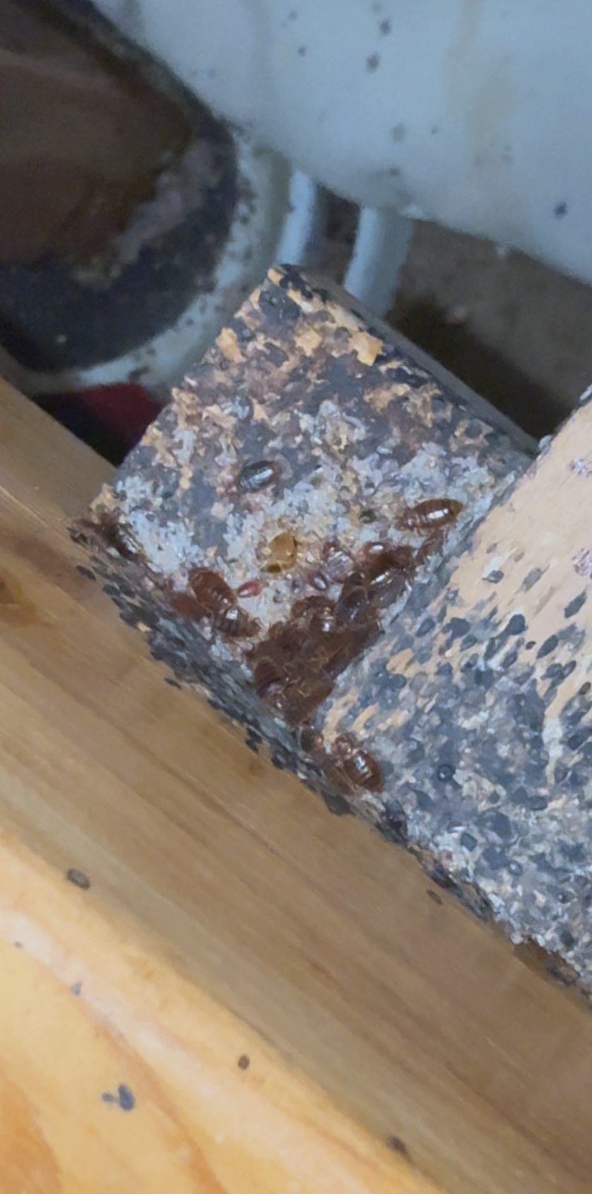 Bedbug harbourage crusted along a bed frame slat end