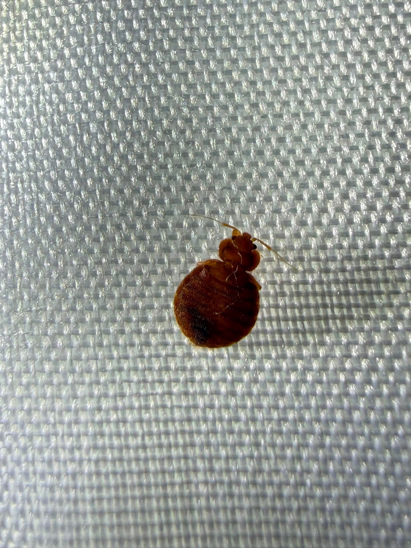 Reddish-brown adult bedbug on a white mattress cover