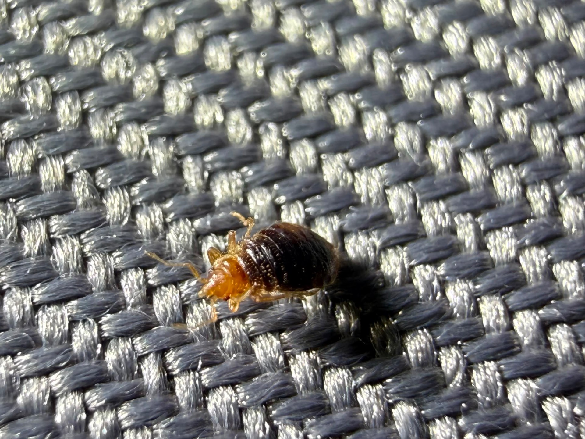 Live adult bedbug on a grey upholstered surface