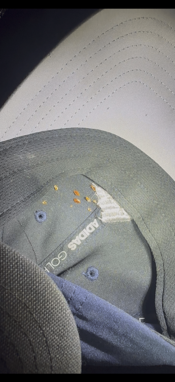 Bedbugs found inside the seam of a cap