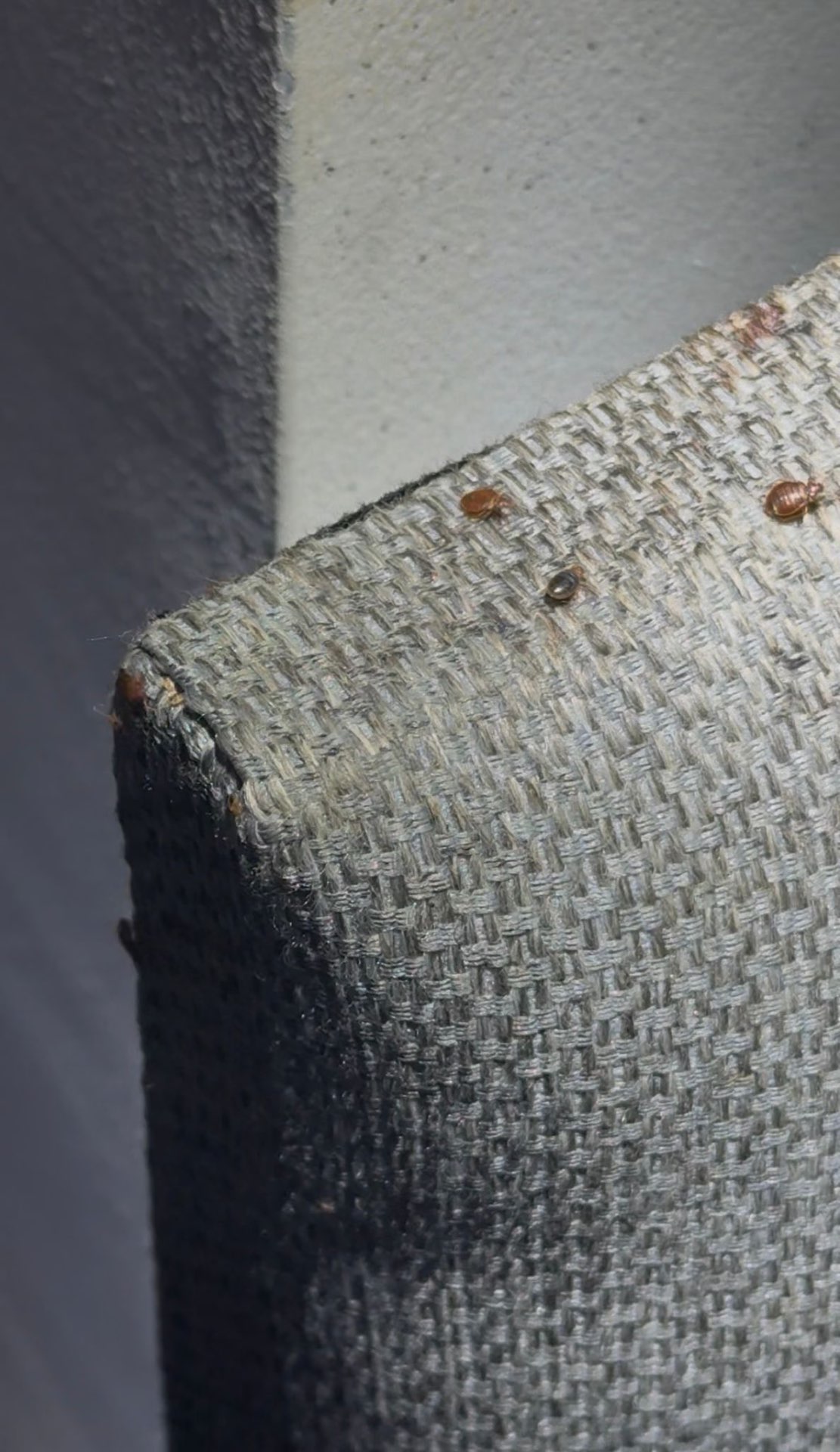 Live bedbugs on the edge of an upholstered chair