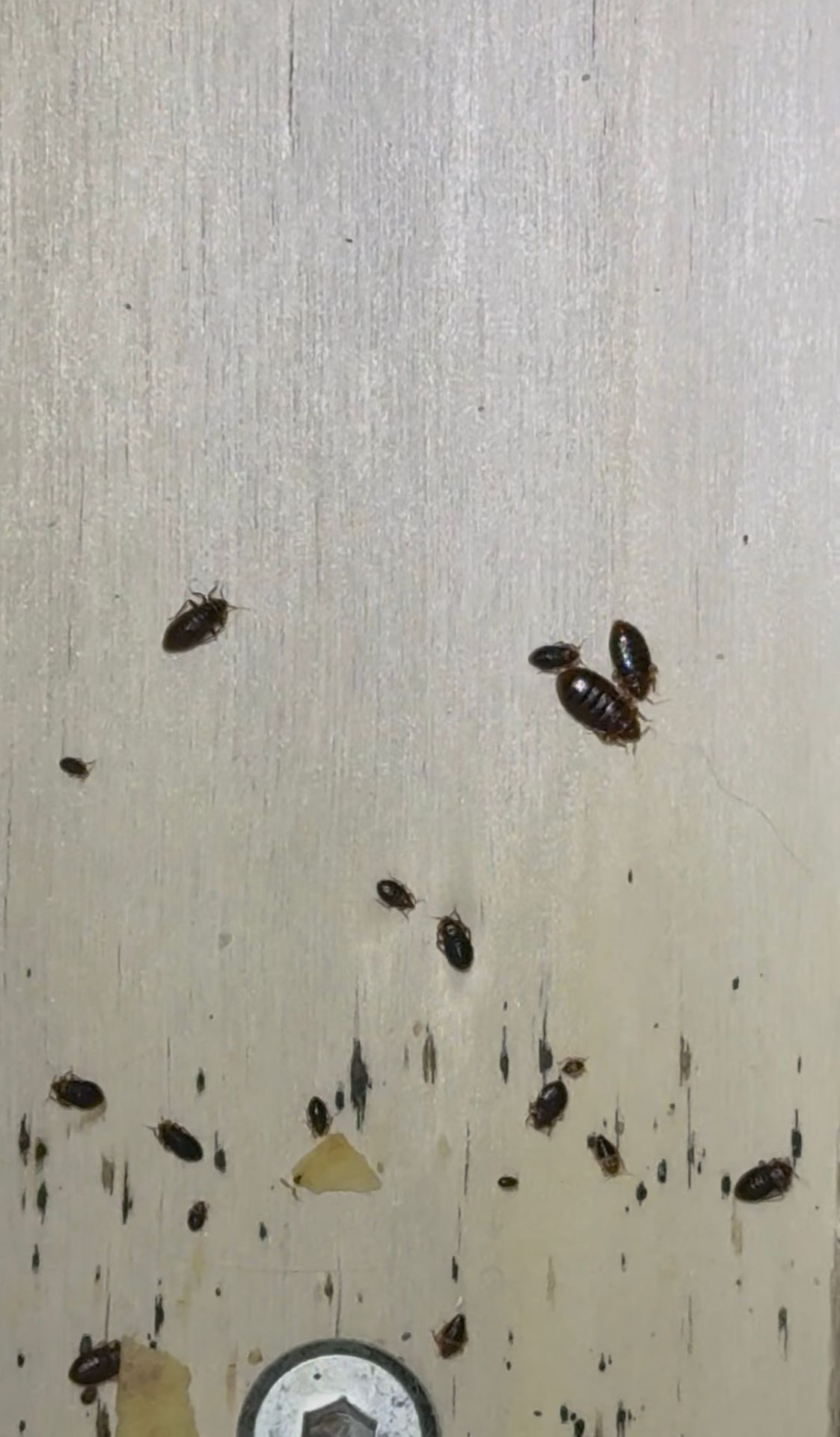 Bedbug colony spread across a wooden surface