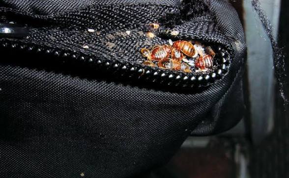 Adult bed bugs, nymphs and eggs inside the fabric folds of a black luggage zipper seam