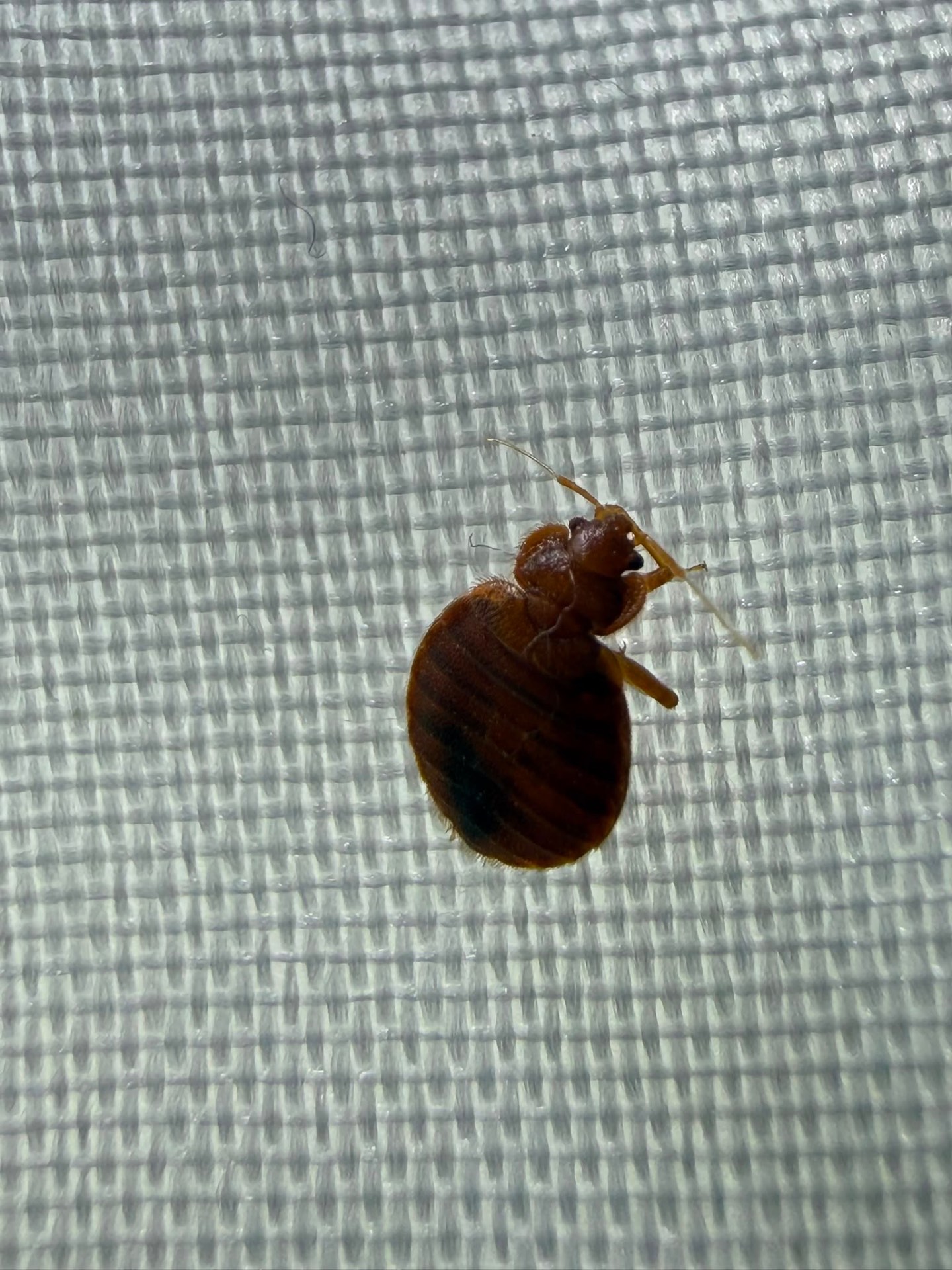 Adult bedbug walking across pale mattress fabric