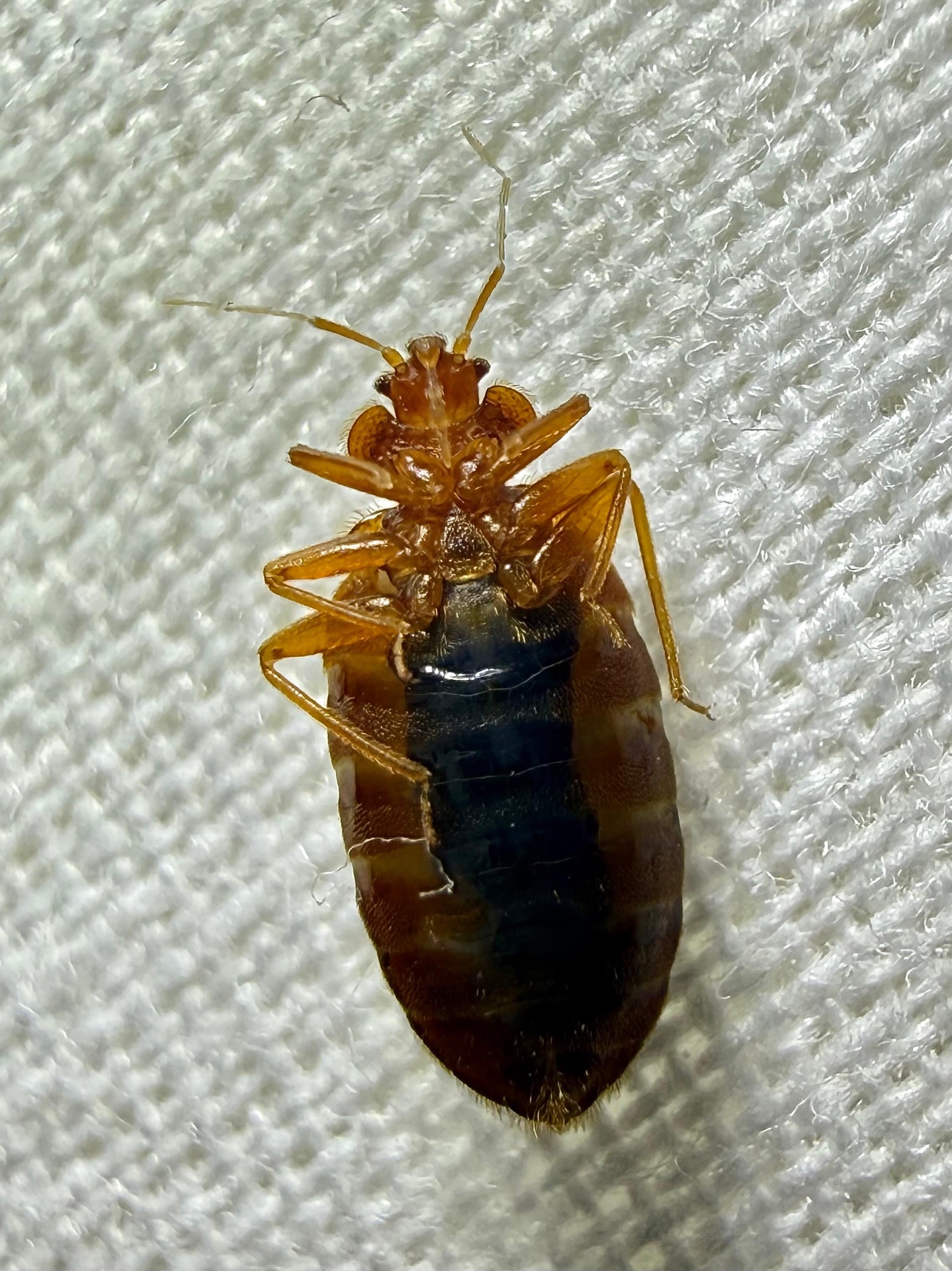 Macro close-up of a live bedbug on white fabric
