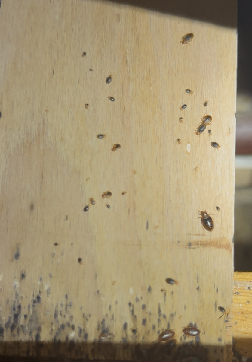 Bedbug nymphs and fecal staining on a timber bed slat
