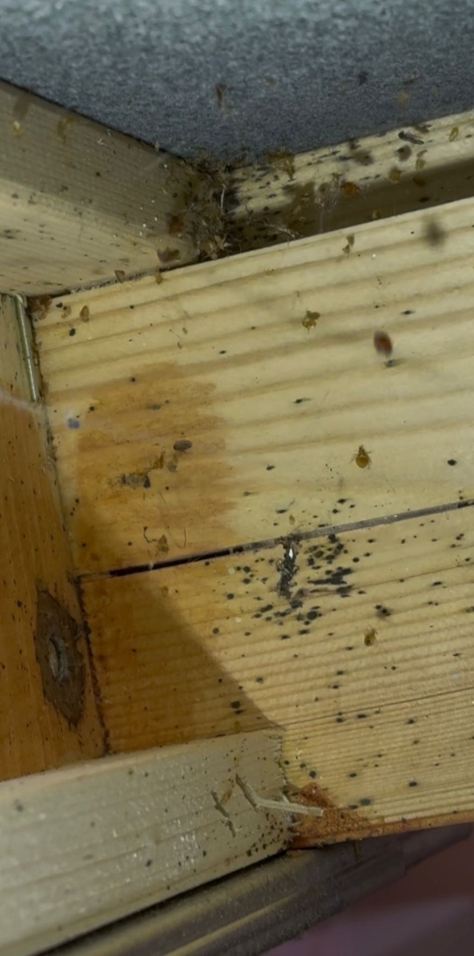 Heavy bedbug infestation on a wooden bed frame joint