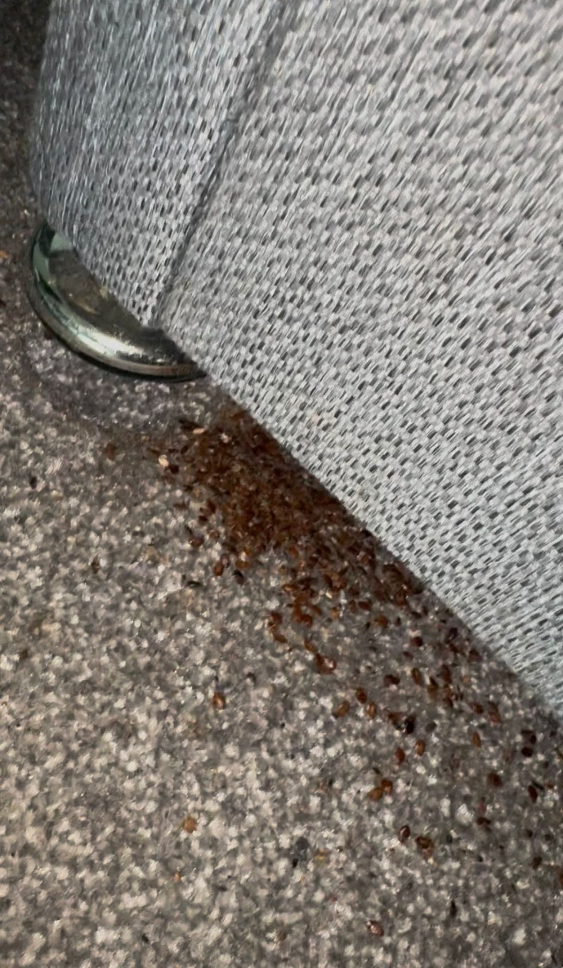 Heavy bedbug spillage at the base of a sofa on carpet