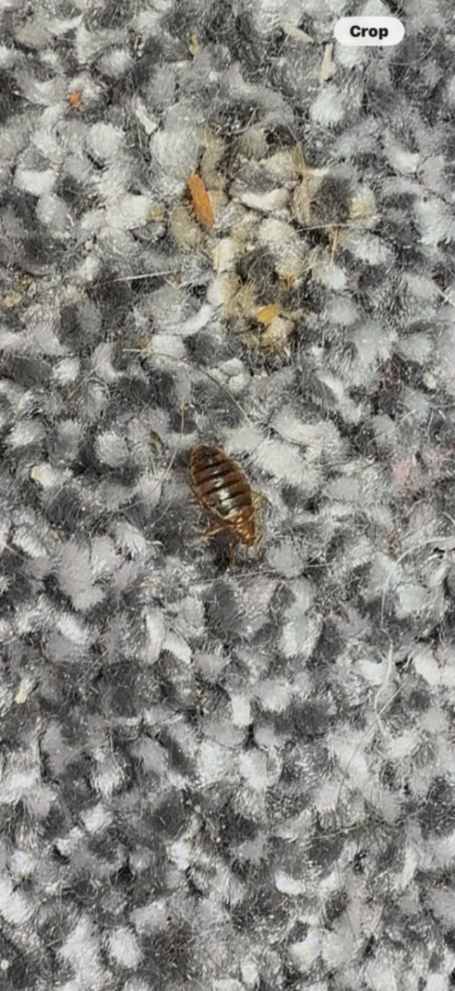 Bedbug crawling on carpet fibres