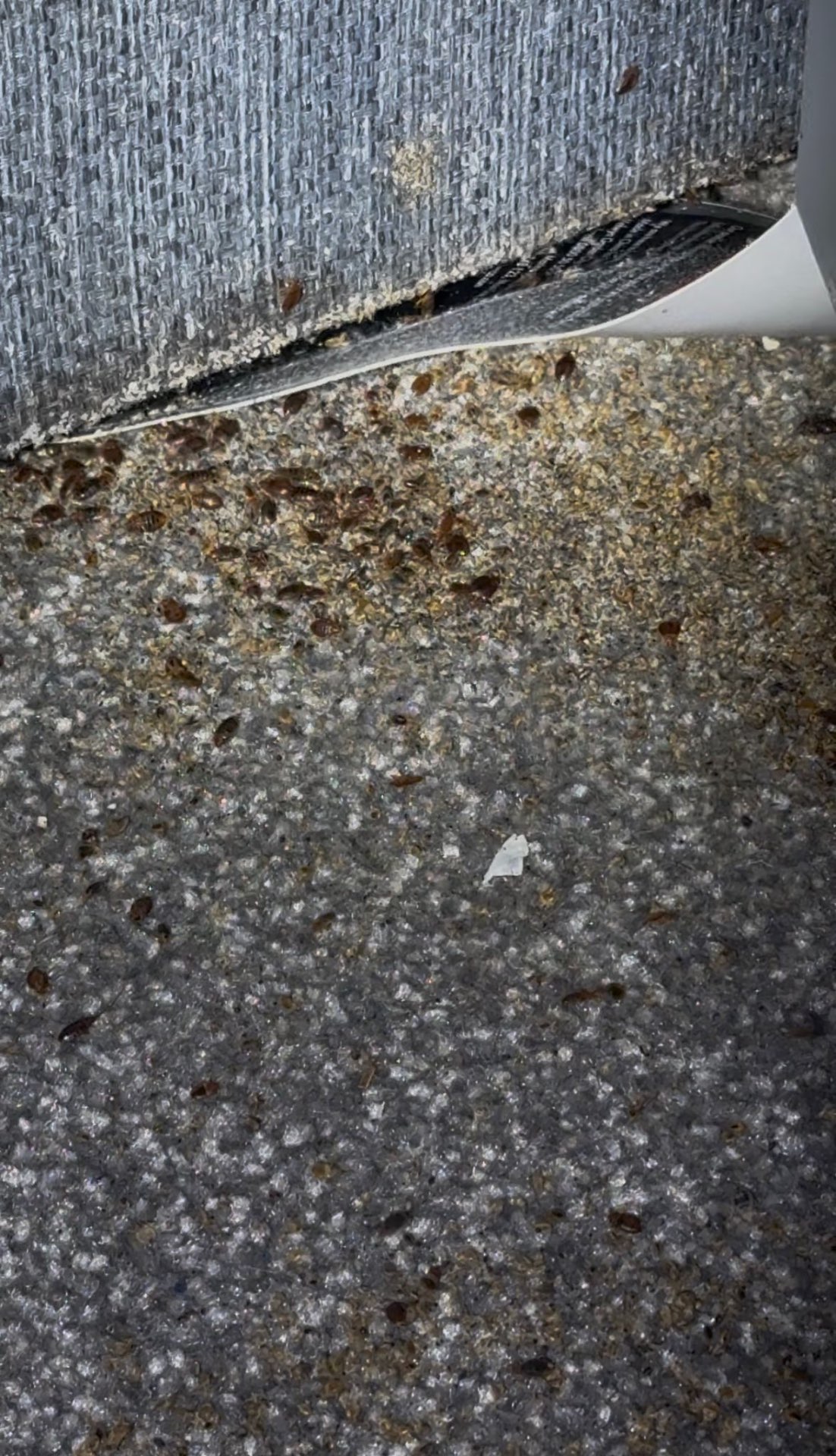 Severe bedbug infestation hidden under carpet edge