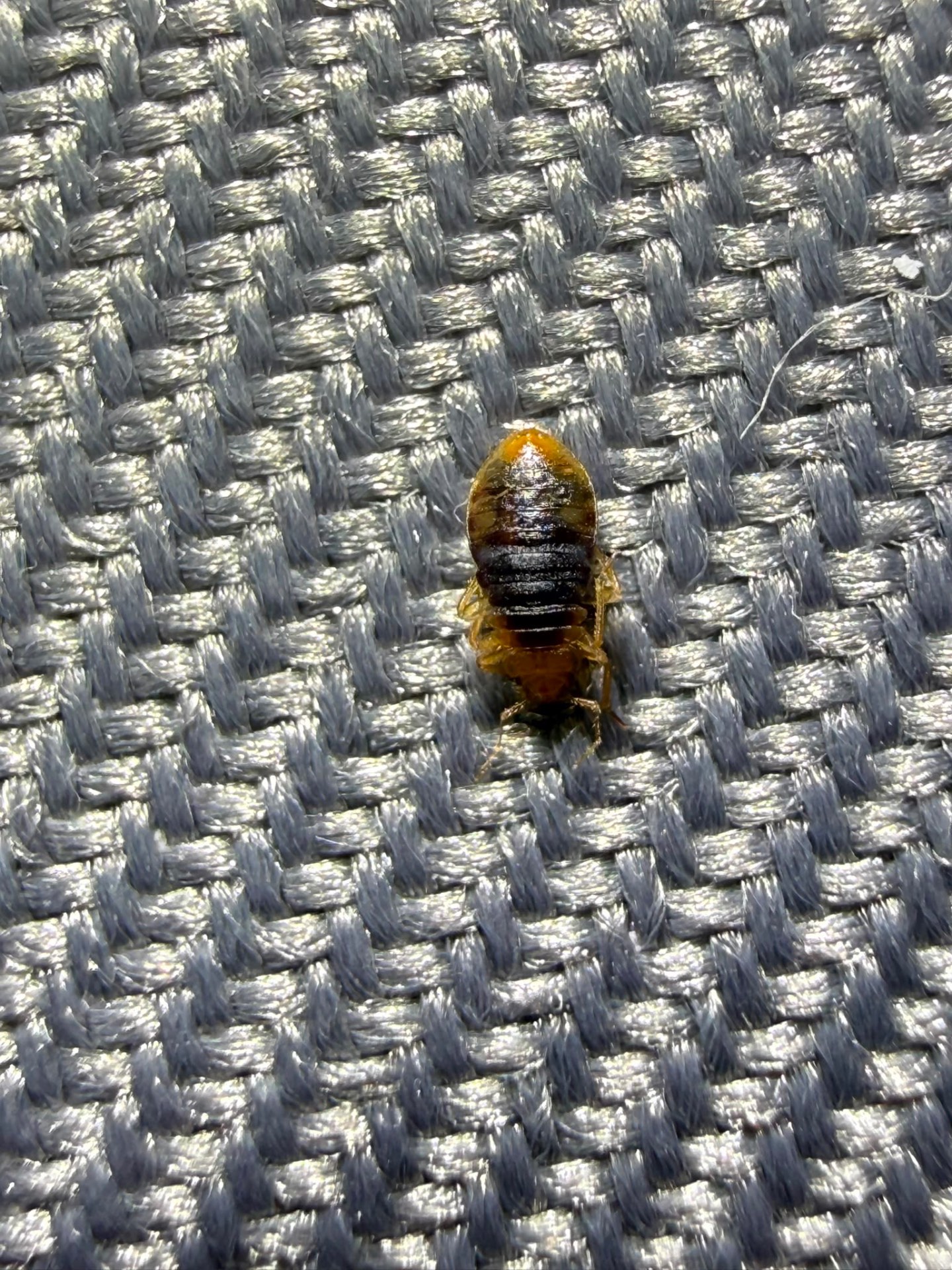 Engorged bedbug showing dark blood-filled abdomen on fabric