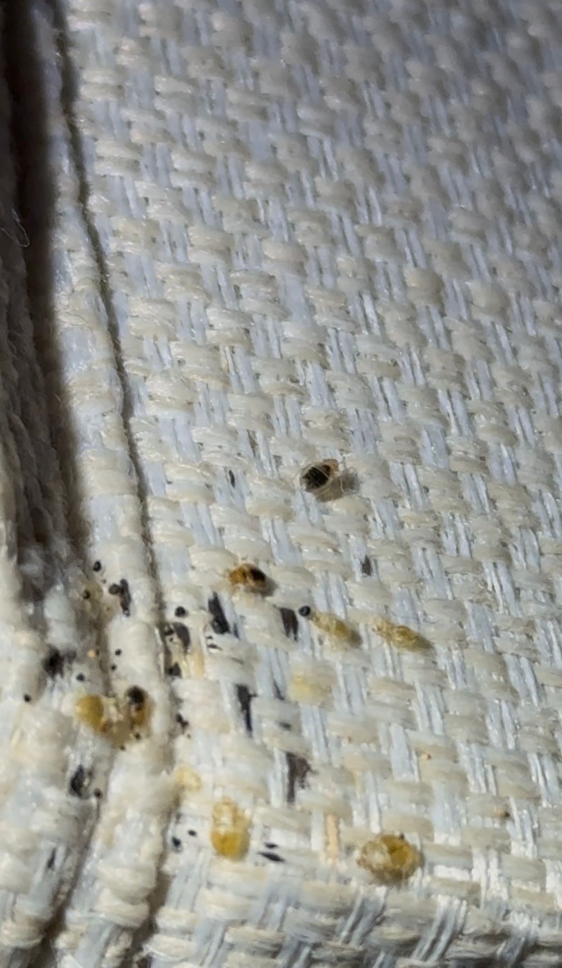 Bedbug eggs lodged in fabric weave close-up