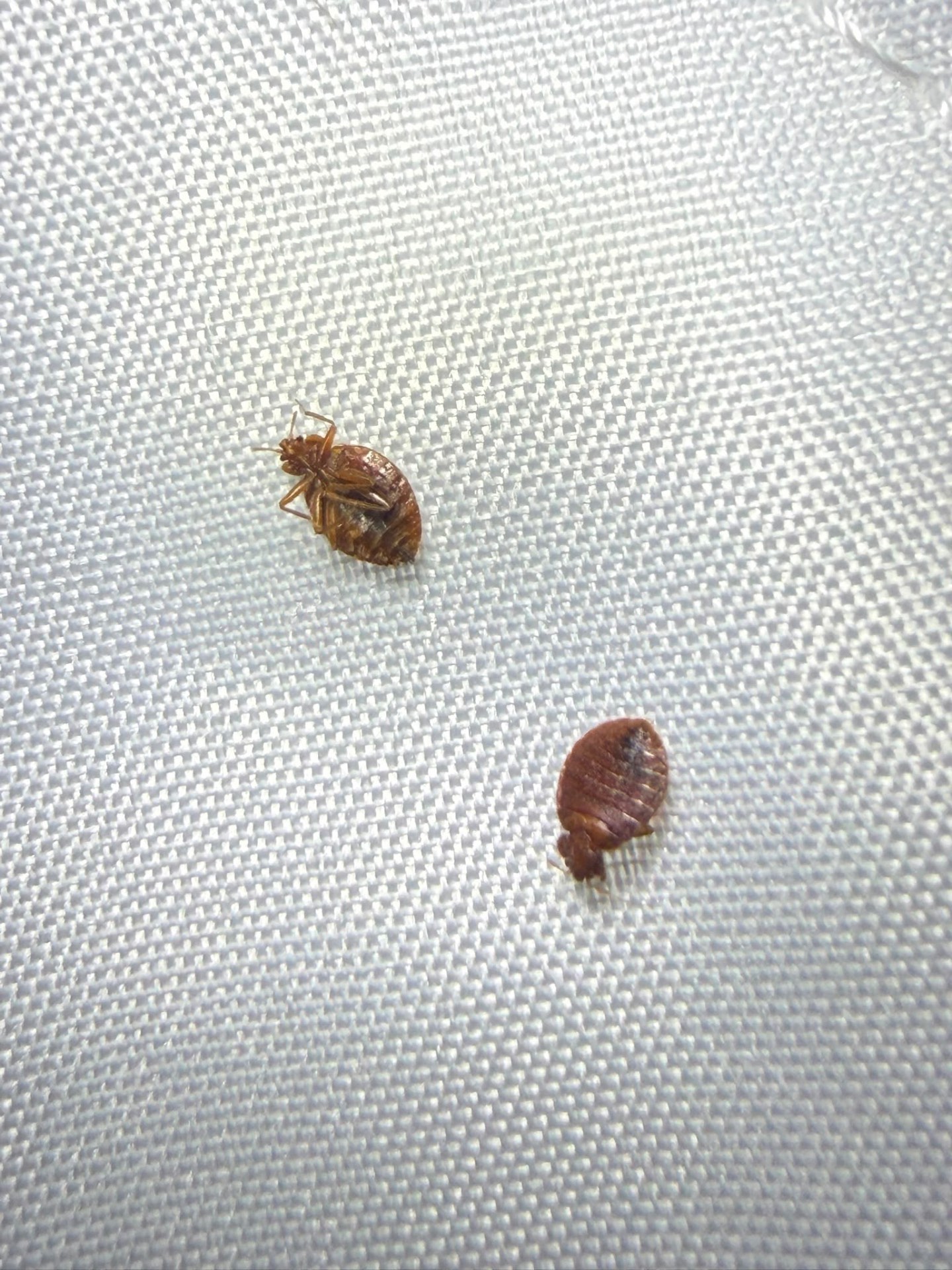 Two adult bedbugs on white bedding fabric