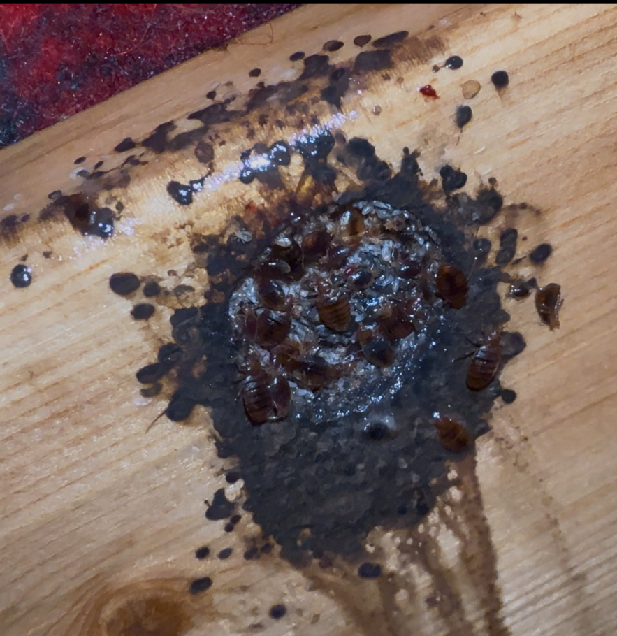 Dense bedbug cluster and fecal spotting on bare timber
