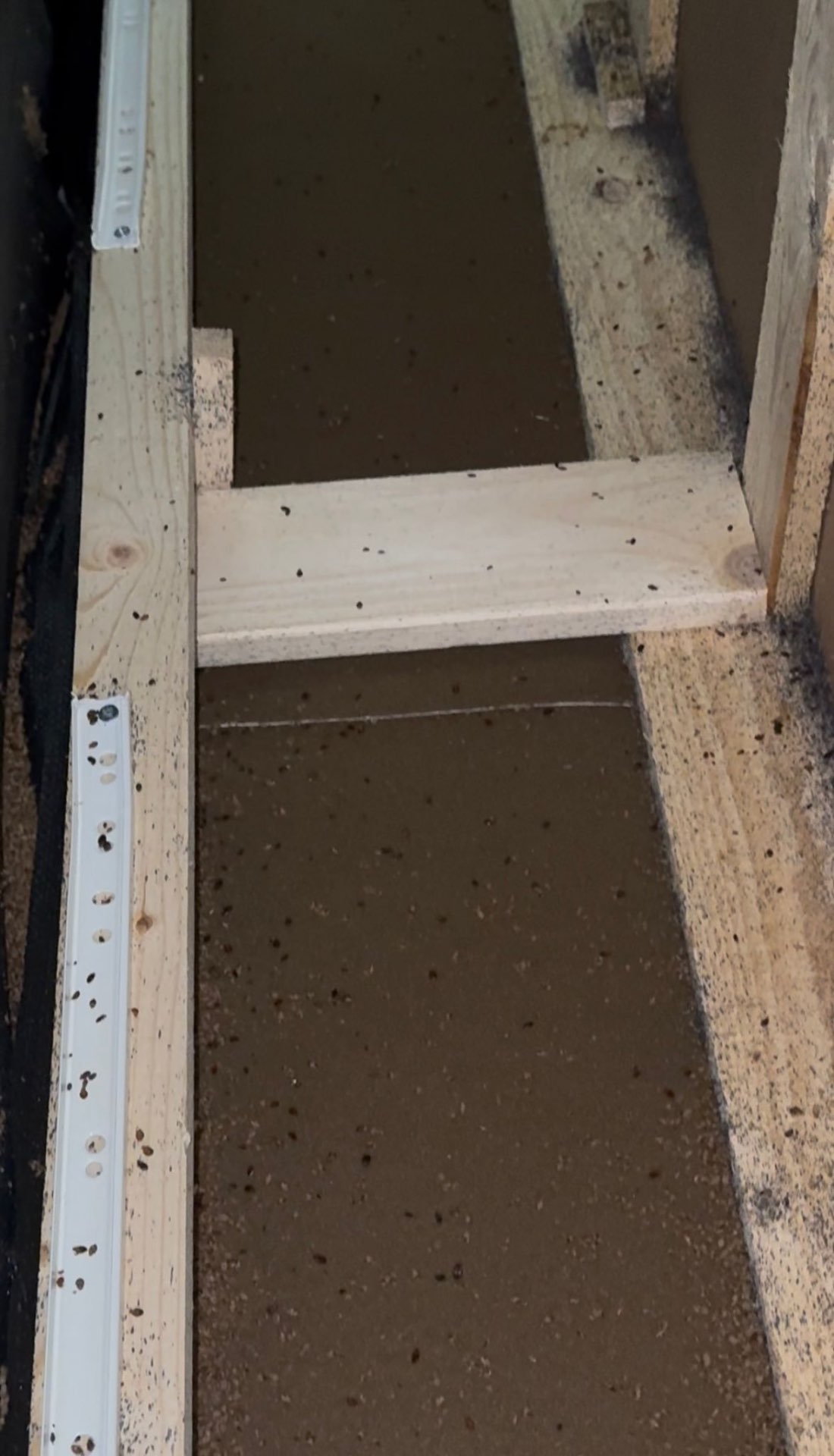Bedbugs and eggs scattered across drawer runners